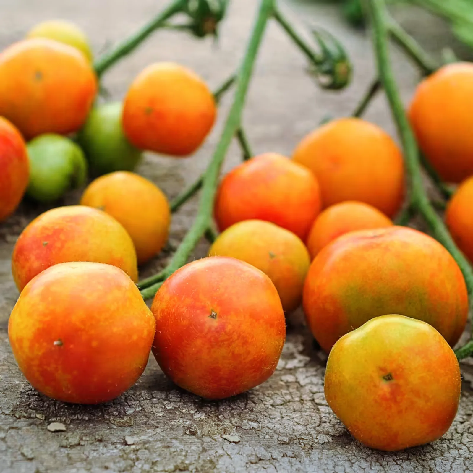 Isis Candy Cherry Tomatoes