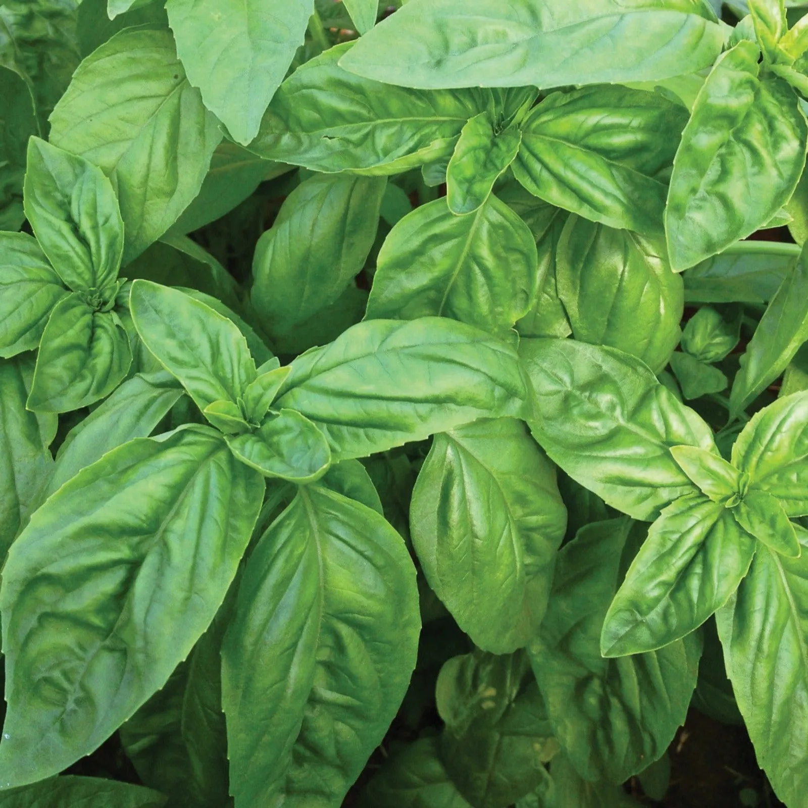 Large Leaf Basil