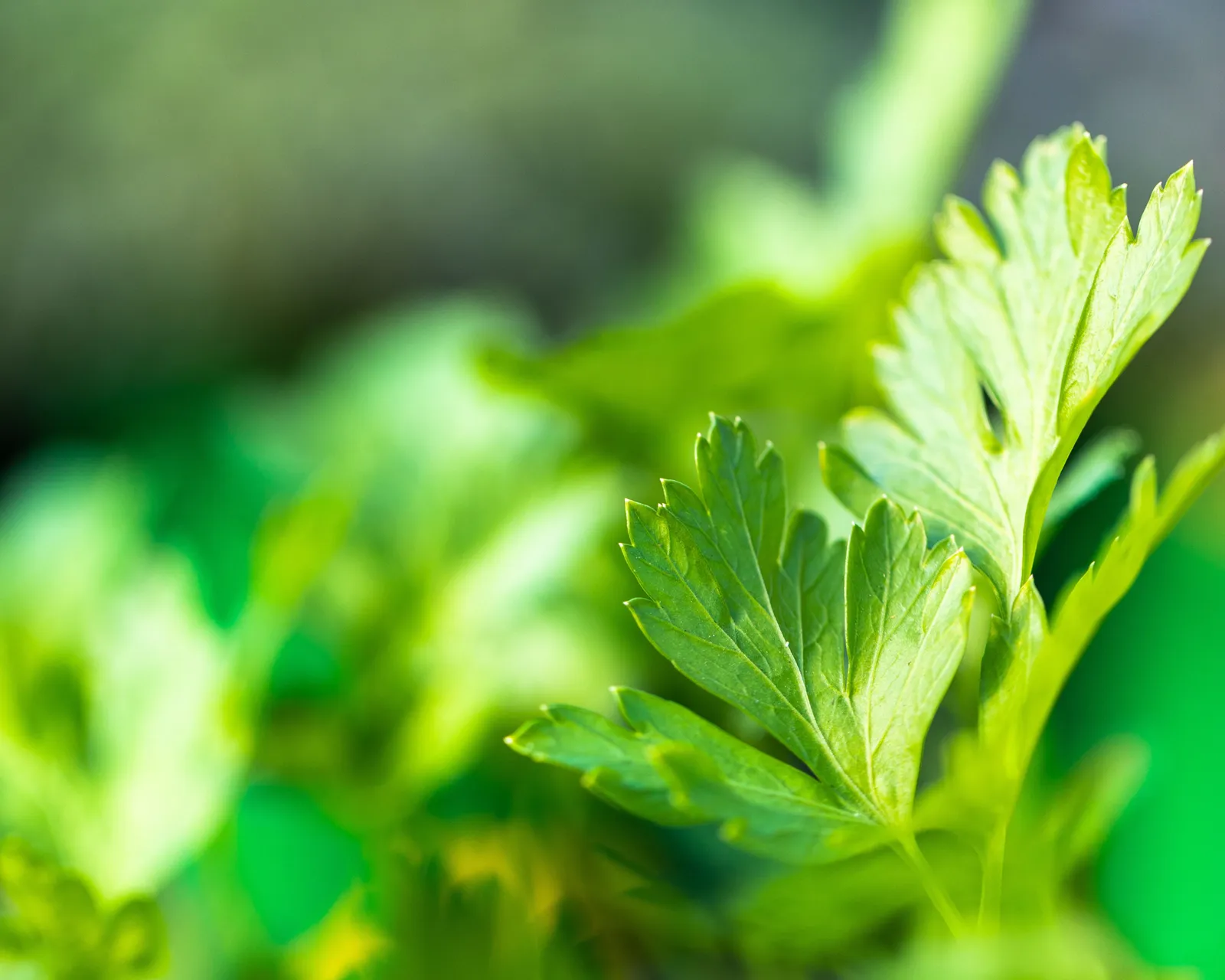 Italian Flat Leaved Parsley