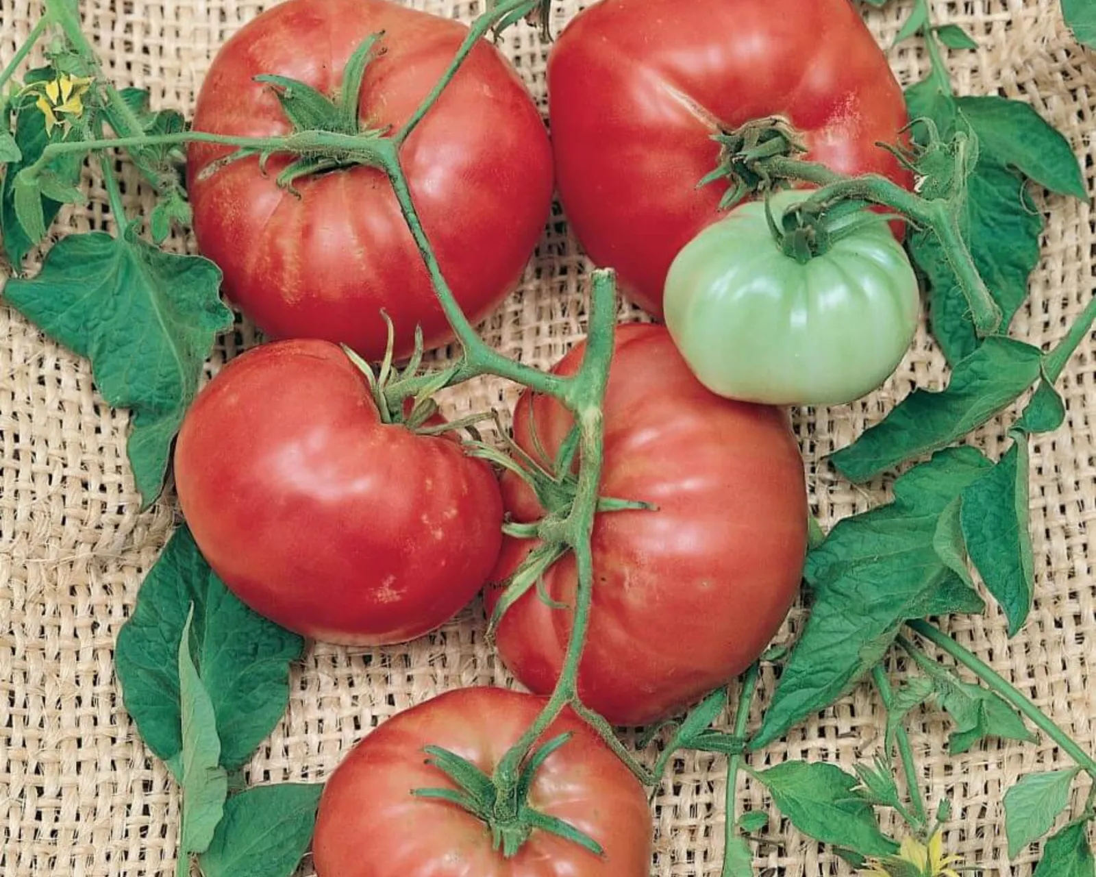 Italian Tree Tomatoes