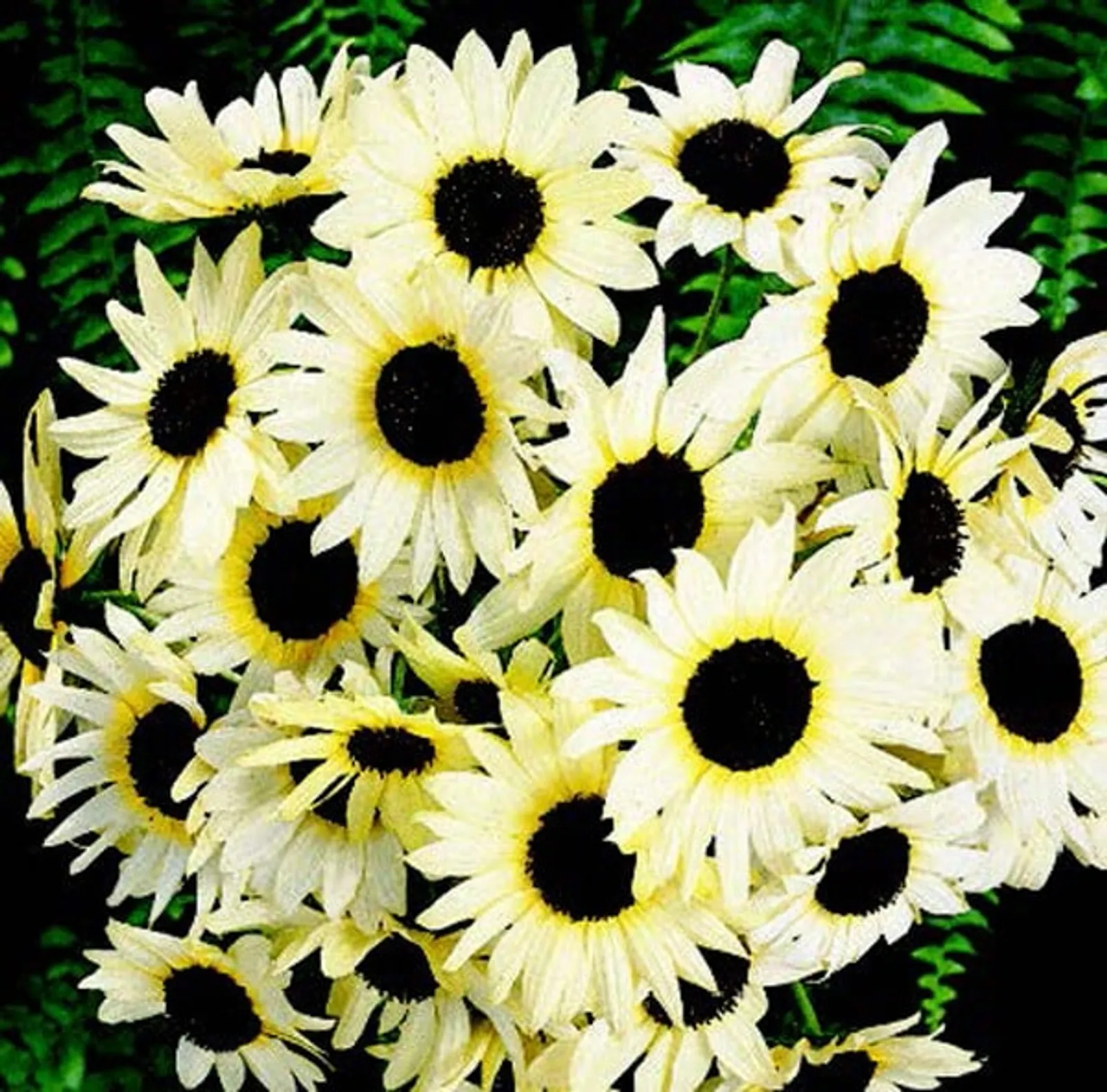 Italian White Sunflower
