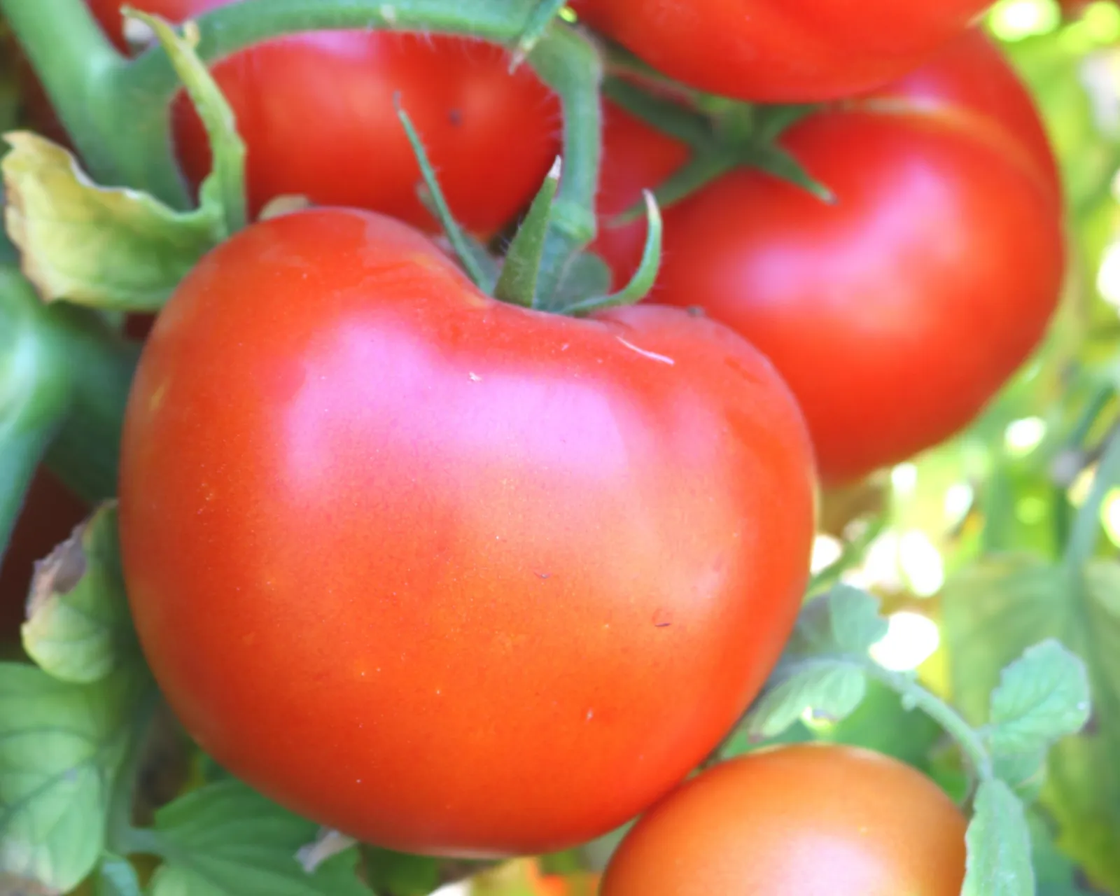 Itz a Keeper Tomatoes
