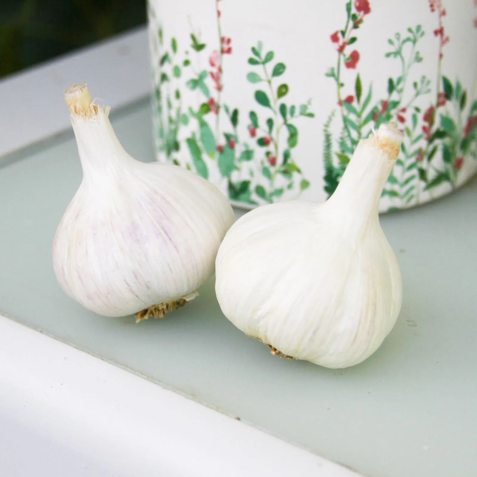 Ivan Garlic