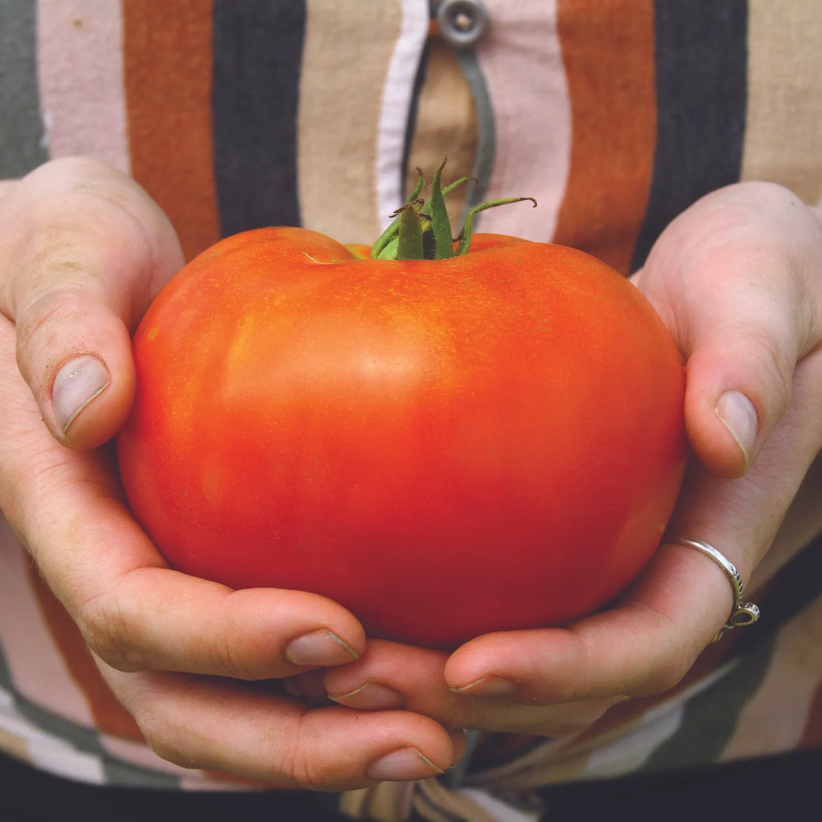 Ivan Tomatoes