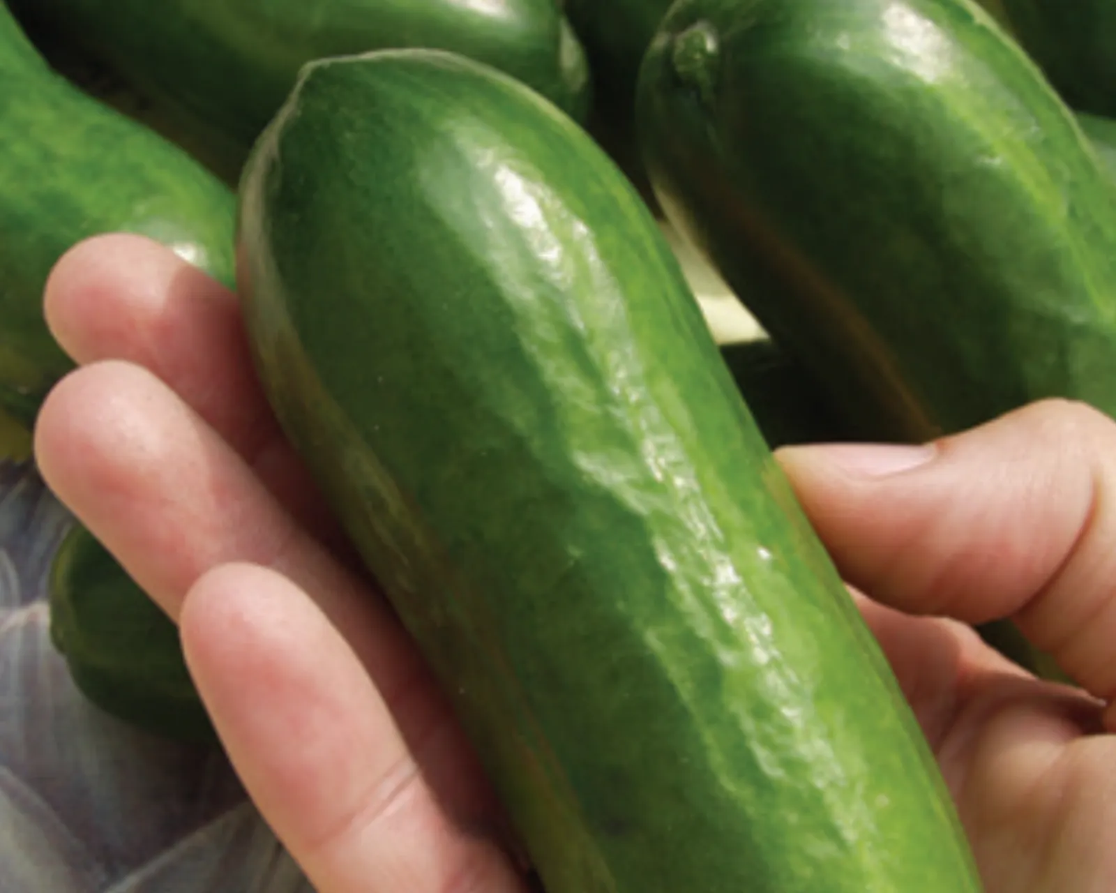 Iznik Cucumbers