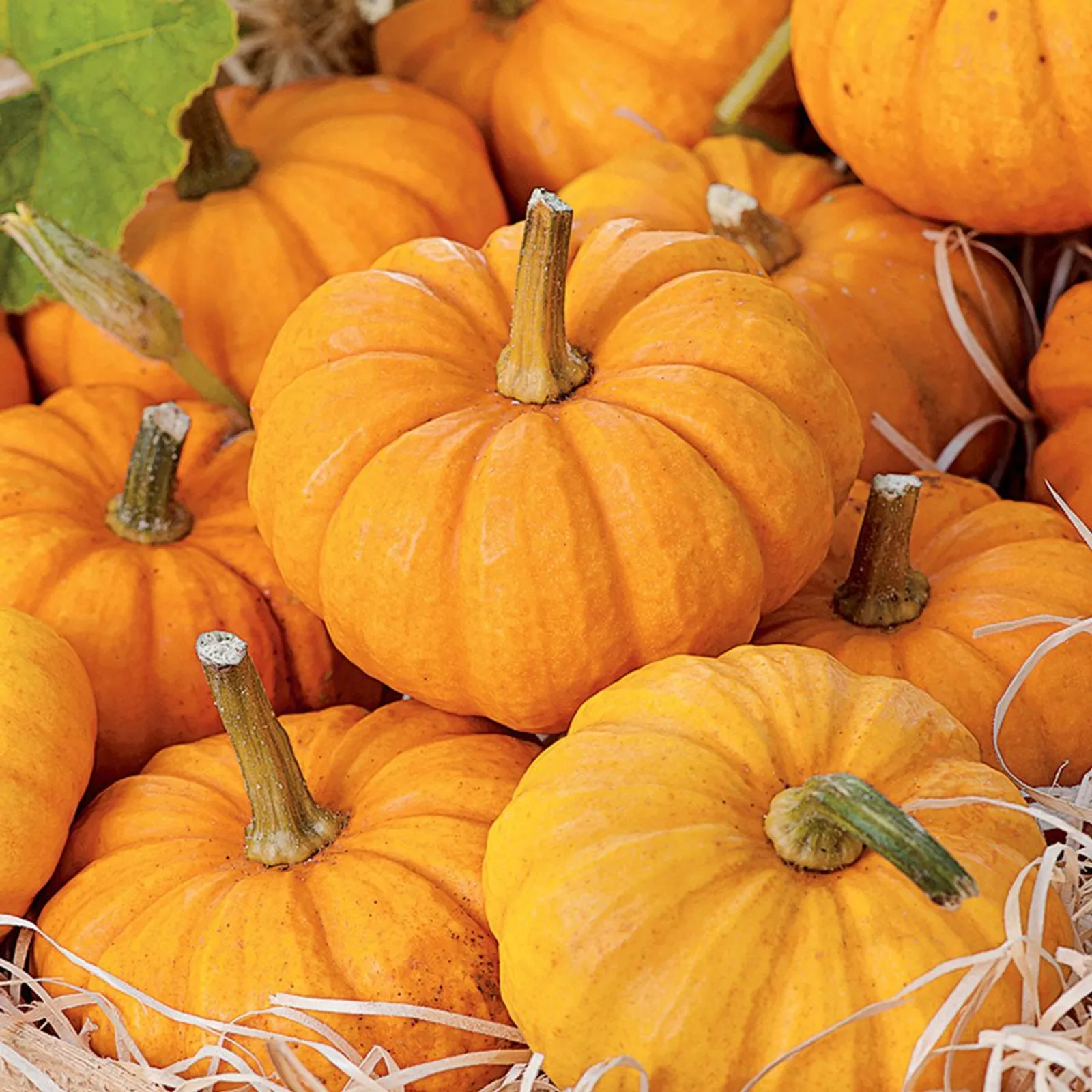 Jack Be Little Pumpkin