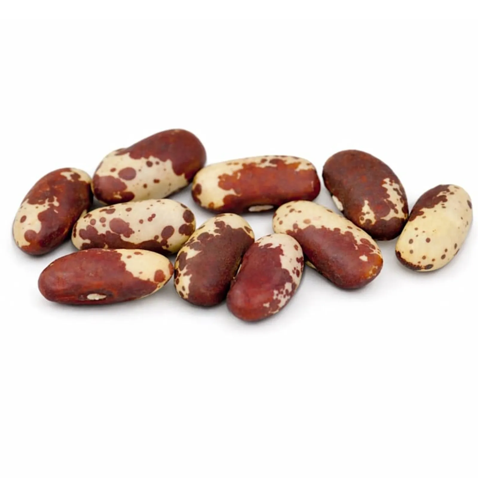 Jacob's Cattle Beans
