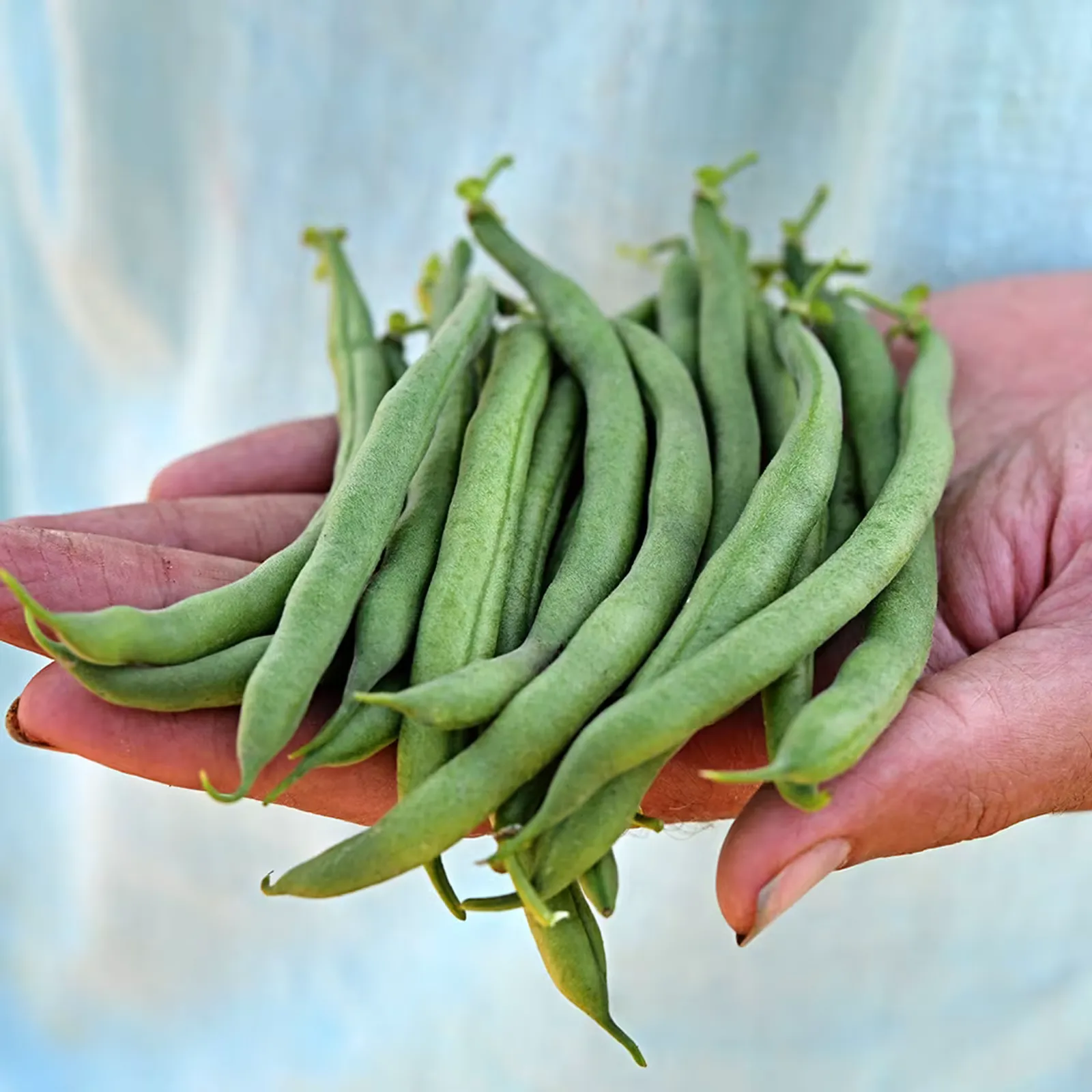 Jade Beans