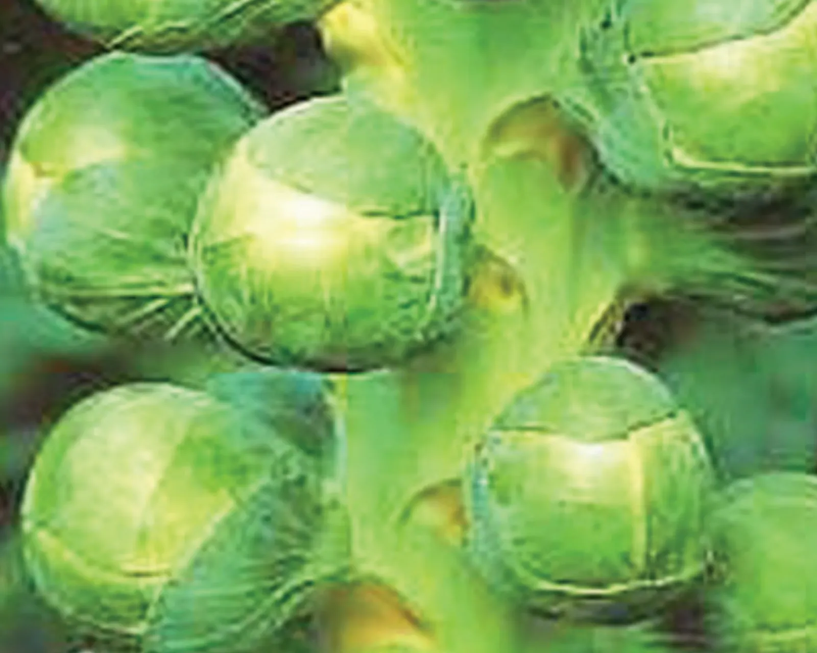 Jade Cross Brussels Sprouts