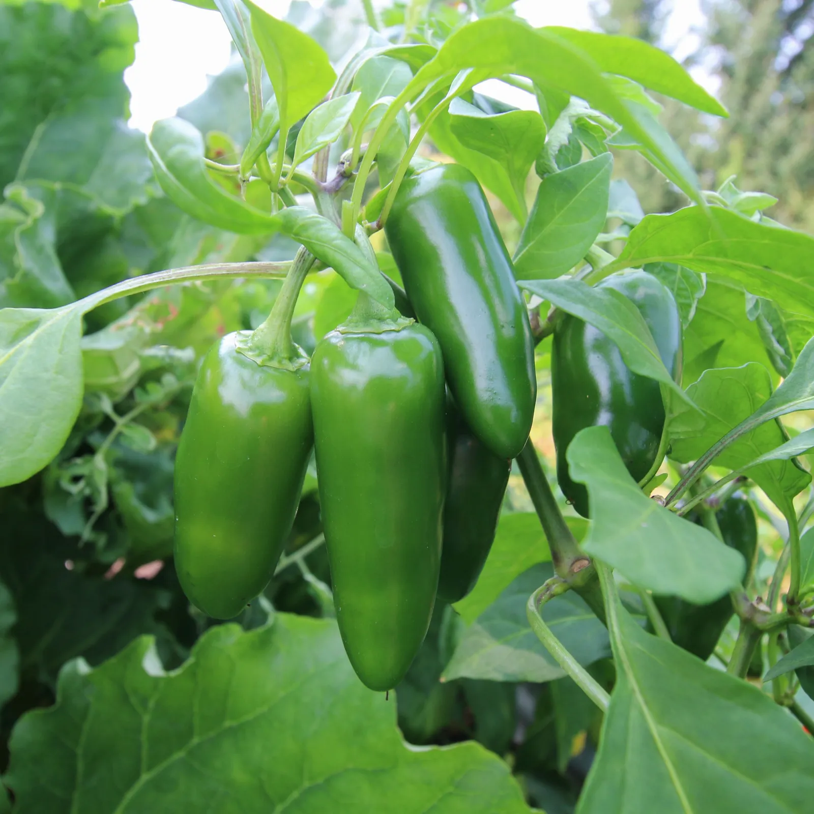 Jalapeño Peppers