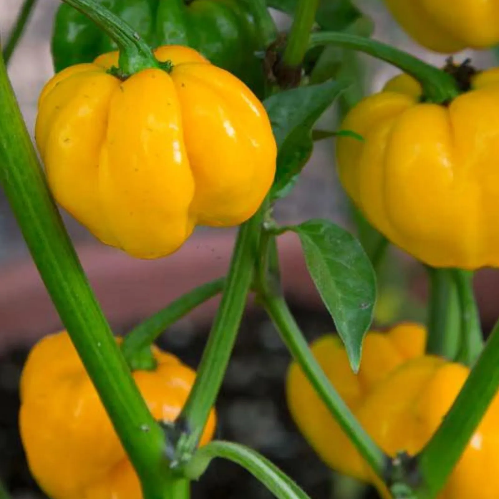 Jamaican Yellow Mushroom Peppers