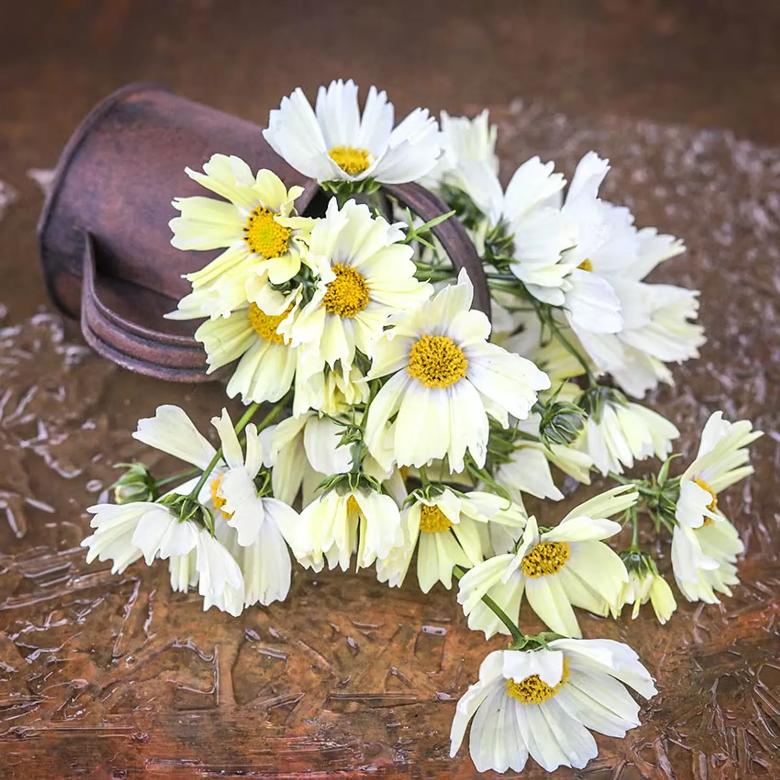 Japanese Kiiro Cosmos