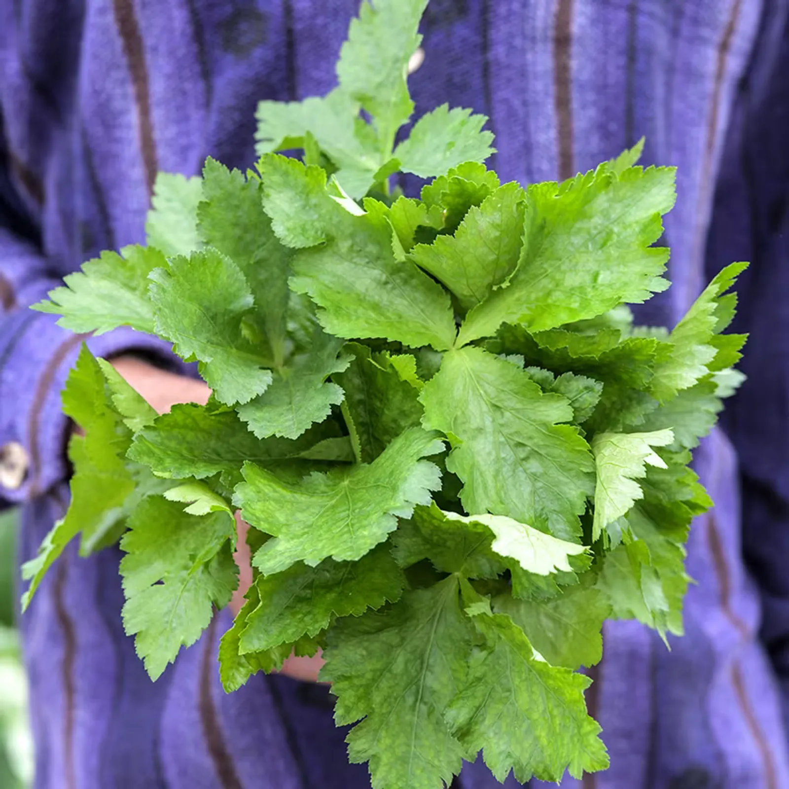 Japanese Mitsuba Parsley