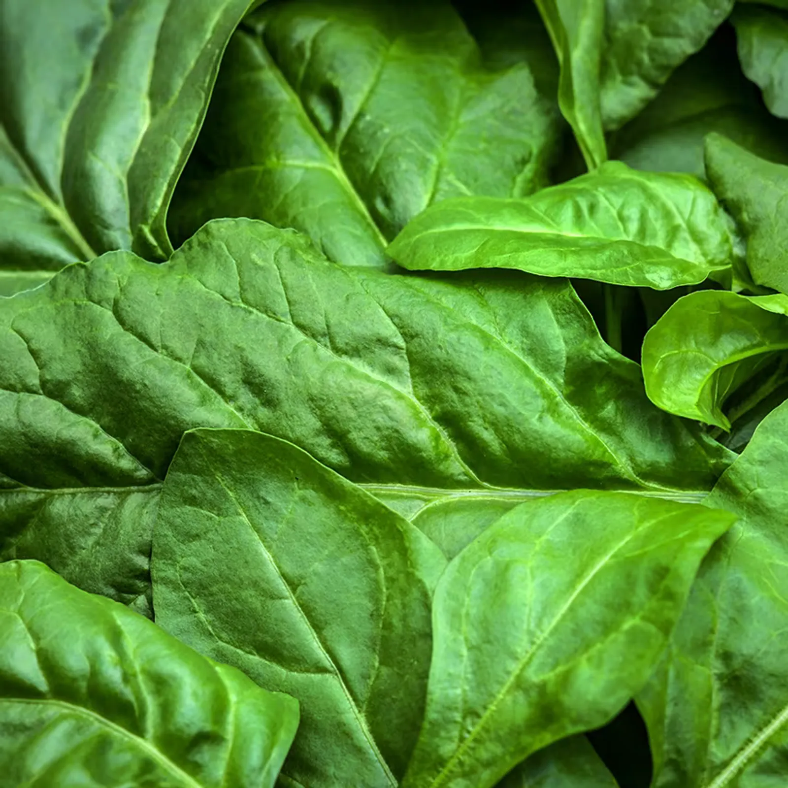 Japanese Mountain Chard