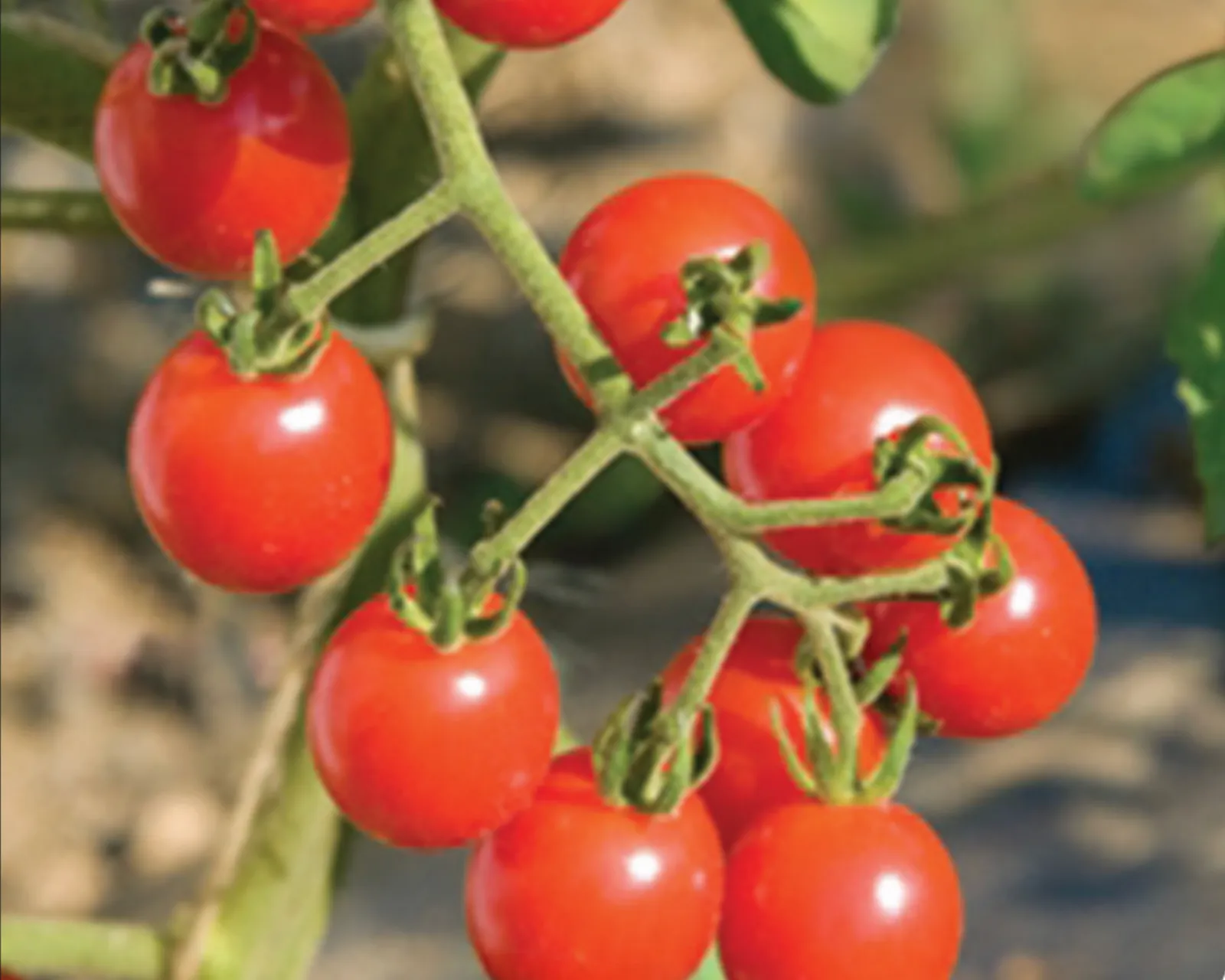 Jasper Hybrid Cherry Tomatoes