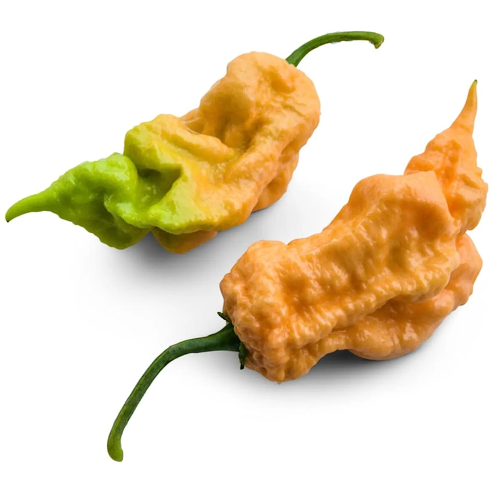 Jay's Peach Bhut Jolokia Peppers