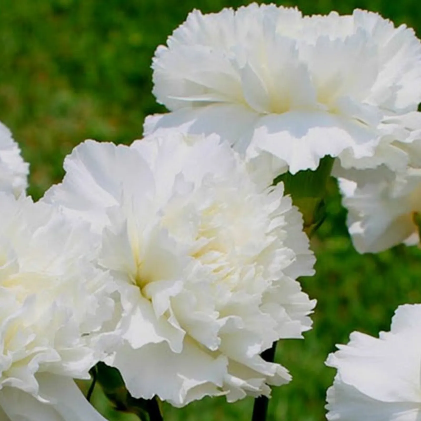 Jeanne Dionne Carnation Dianthus