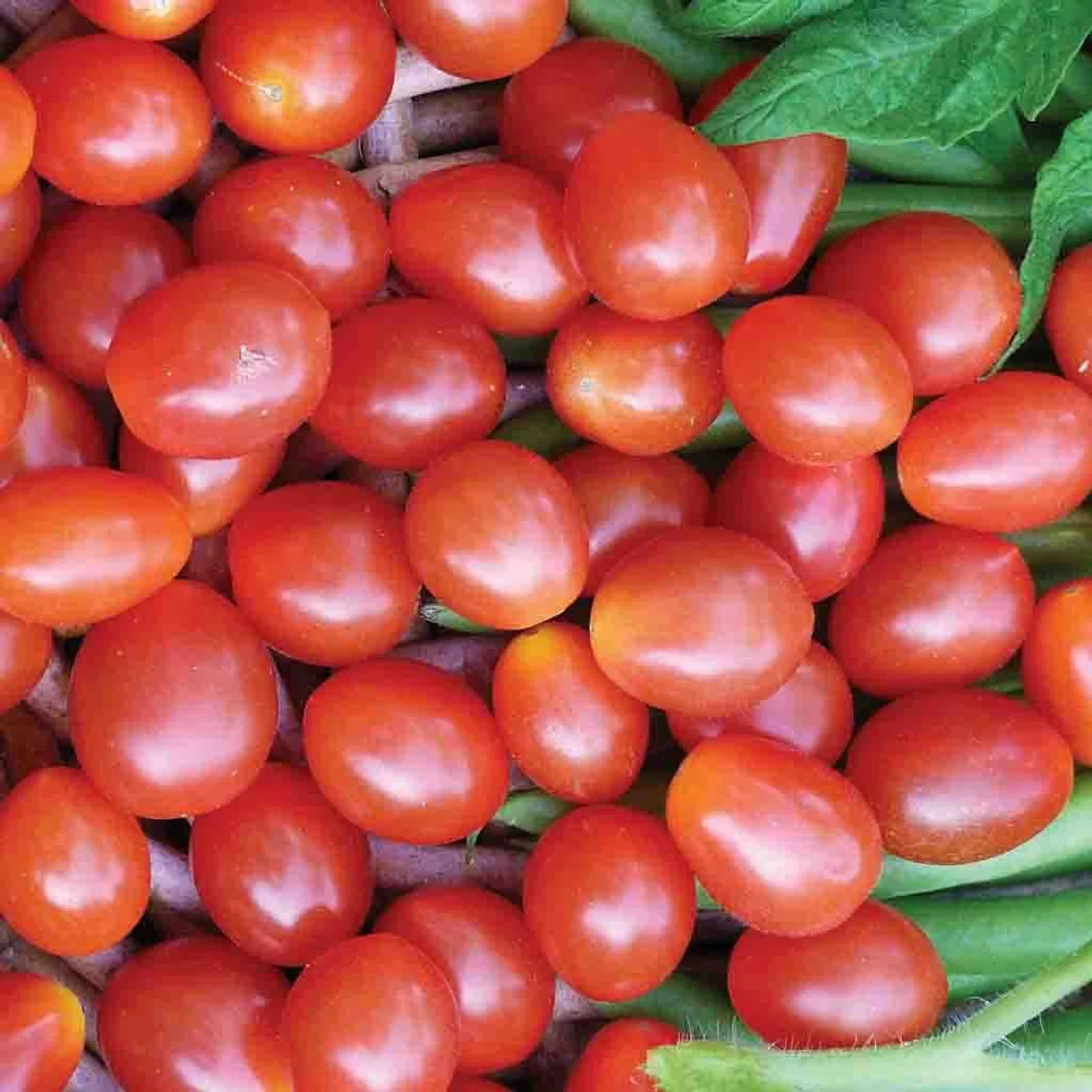 Jelly Bean Red Tomatoes