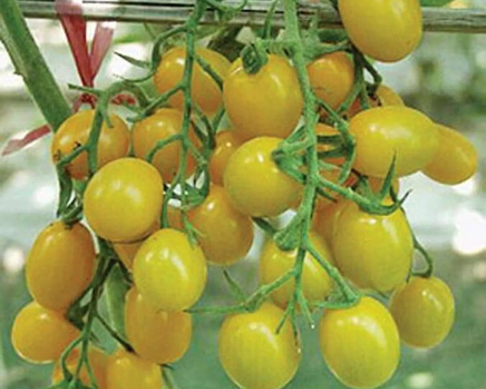 Jelly Bean Yellow Tomatoes