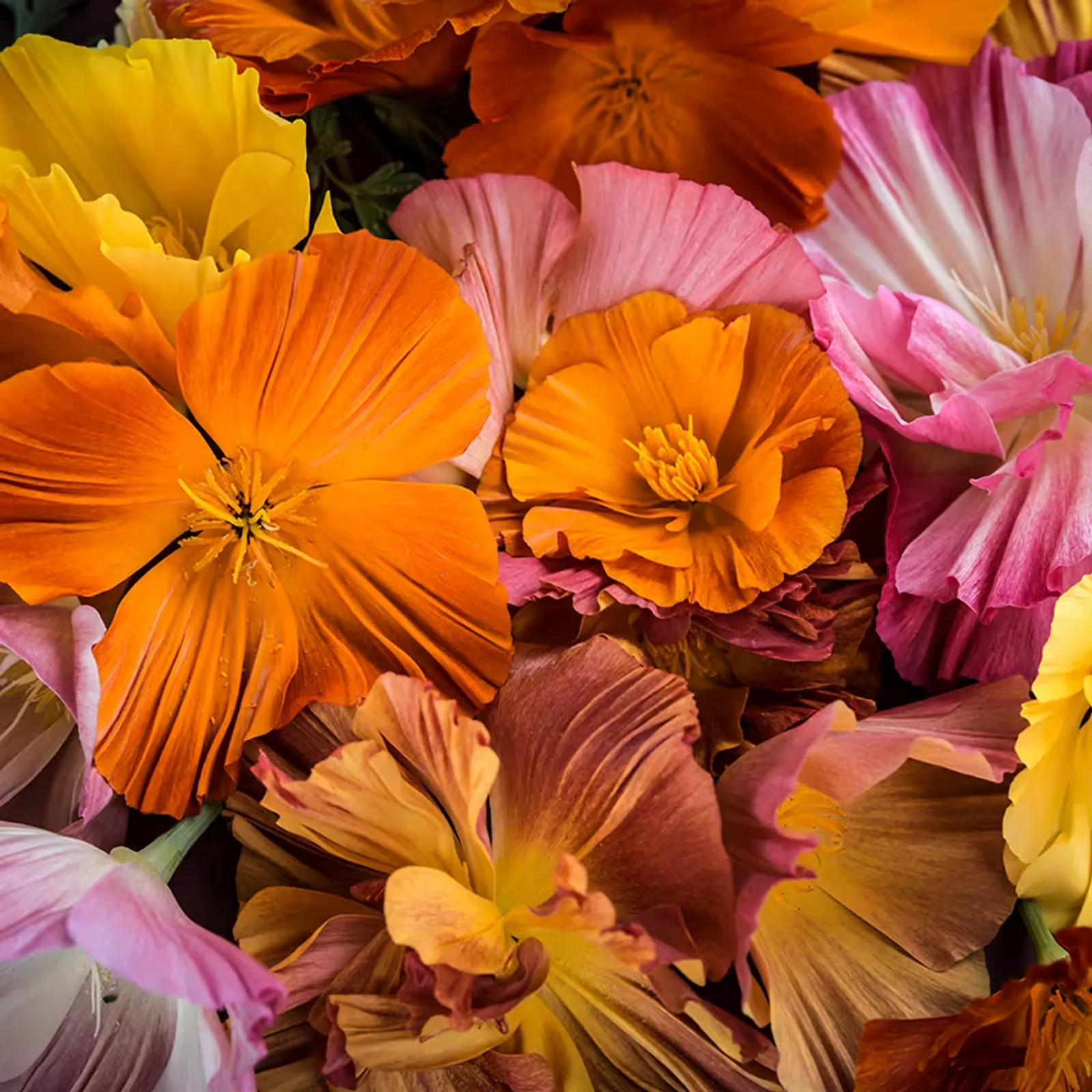 Jelly Beans Mix California Poppy