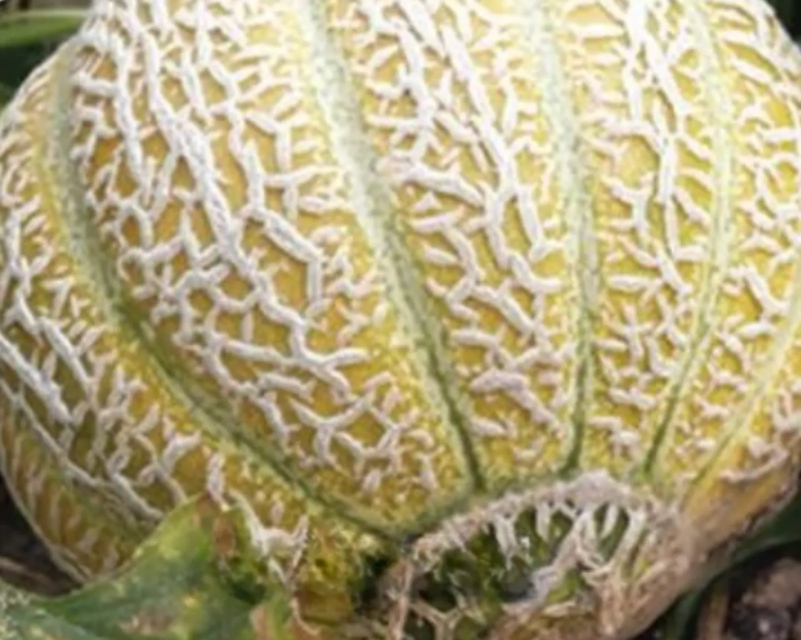 Jenny Lind Cantaloupe