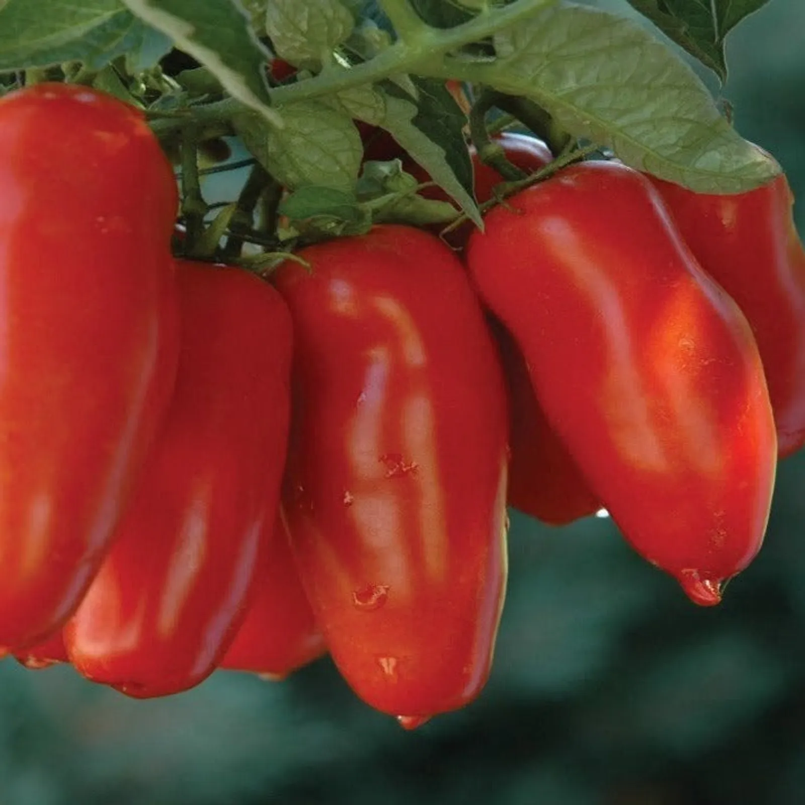 Jersey Devil Tomatoes