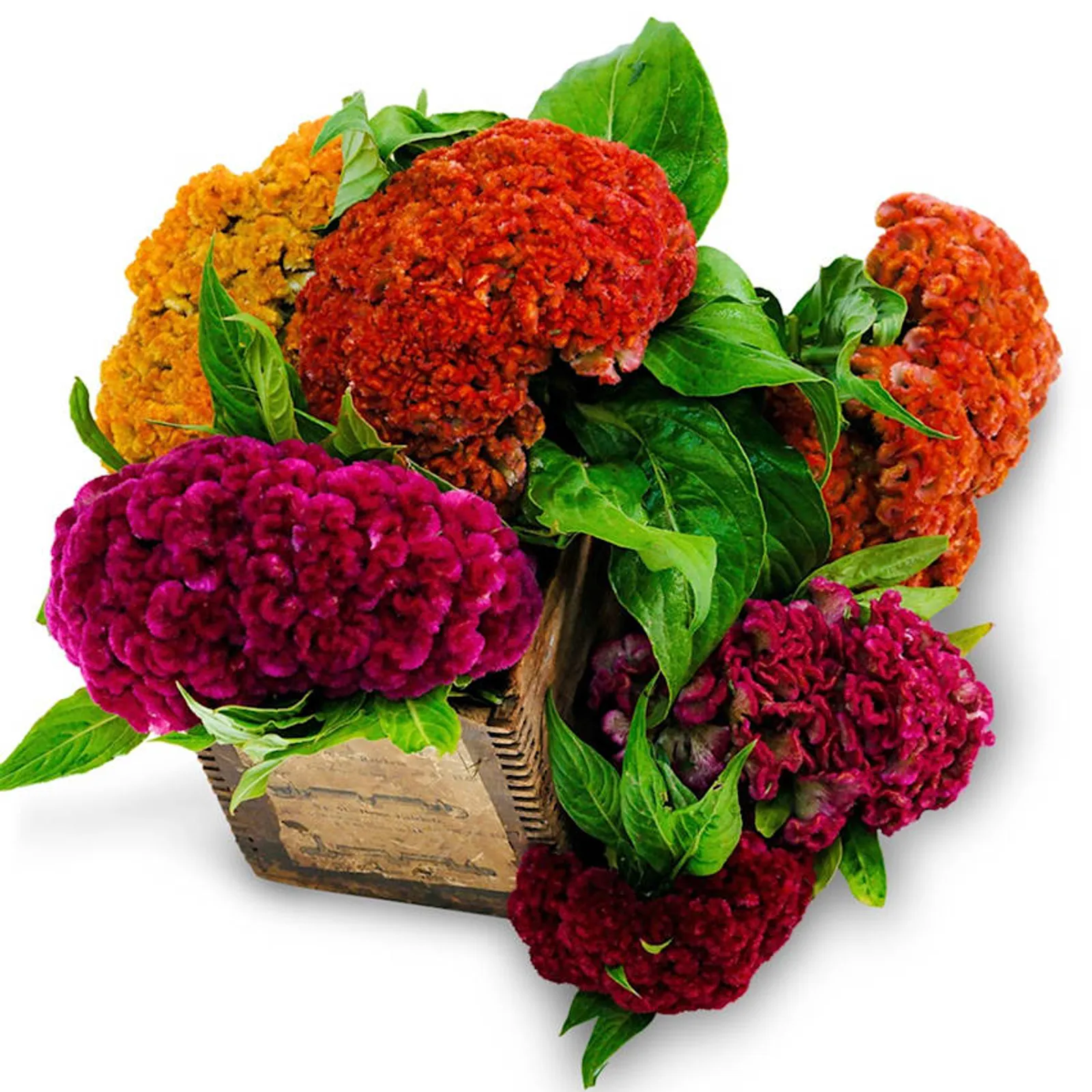Jessica Mix Cockscomb Celosia
