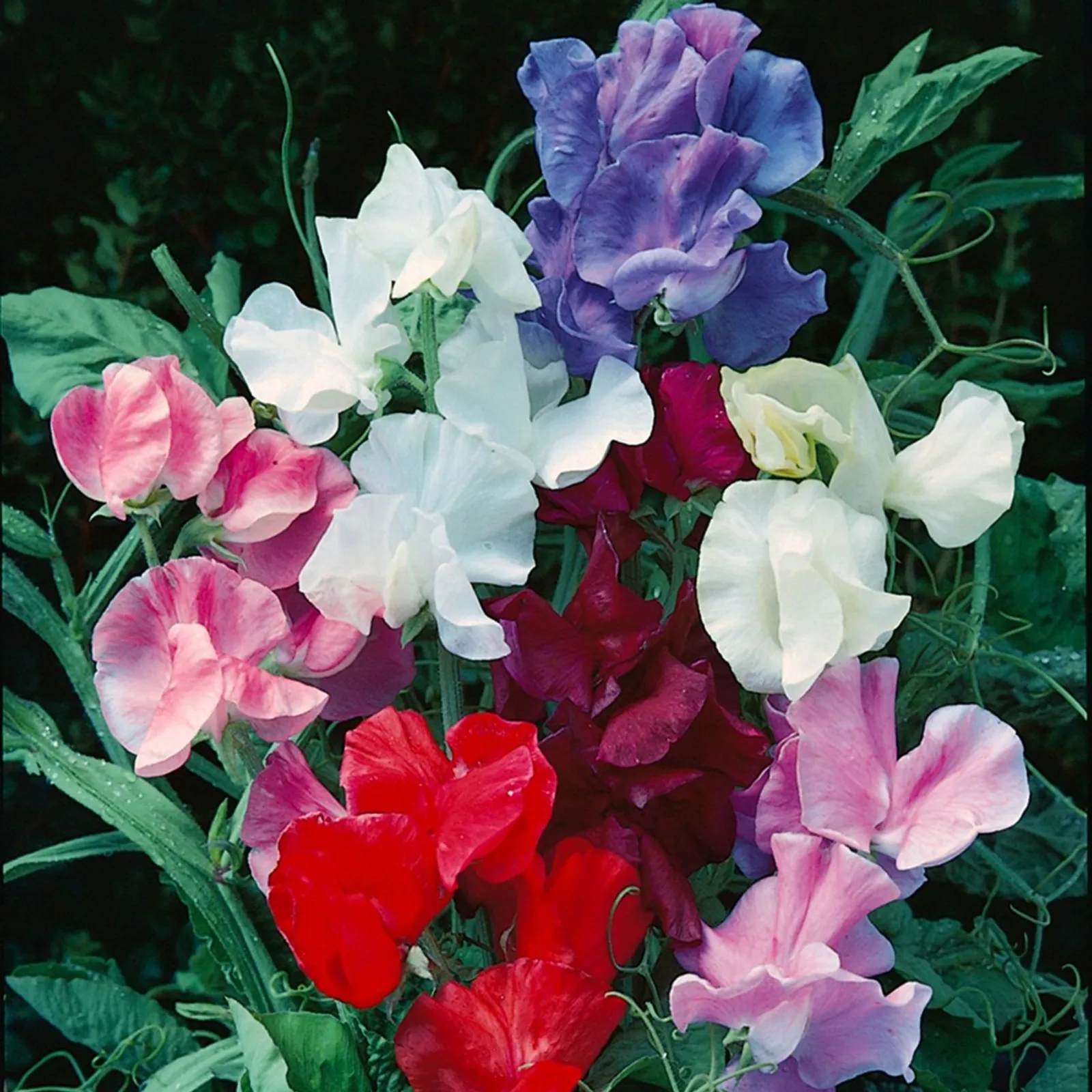 Jet Set Mixed Colors (Knee-Hi) Sweet Peas