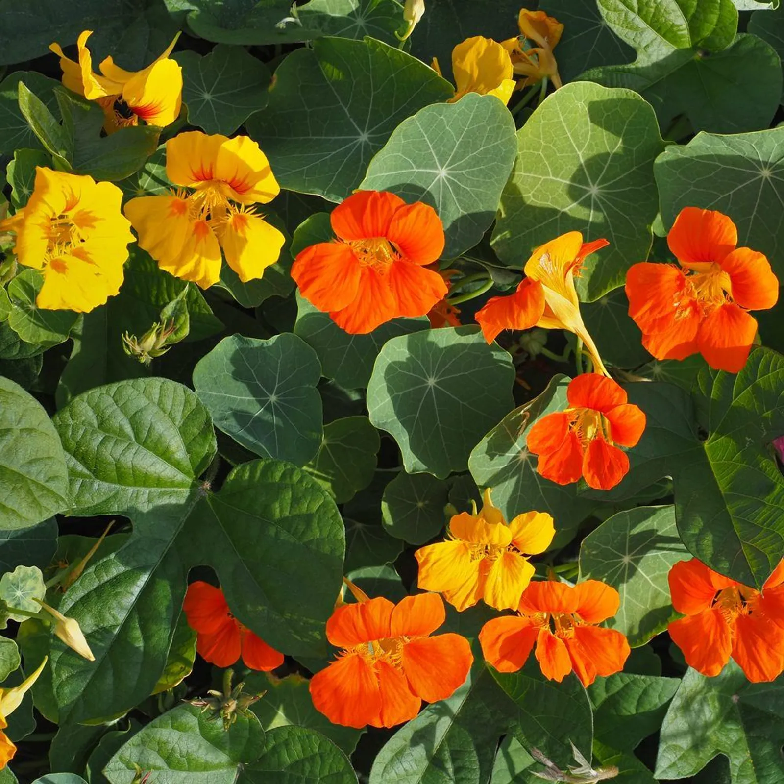 Jewel Mixed Colors Nasturtium