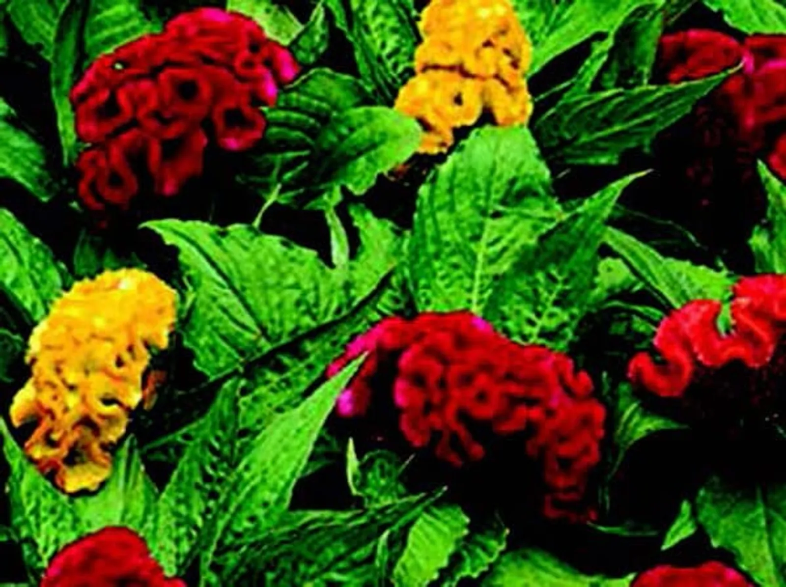 Jewel Box Mix Crested Celosia