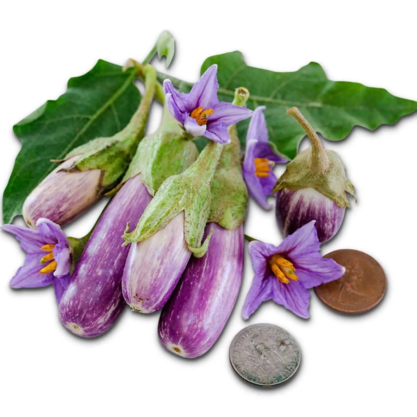 Jewel Marble Eggplant