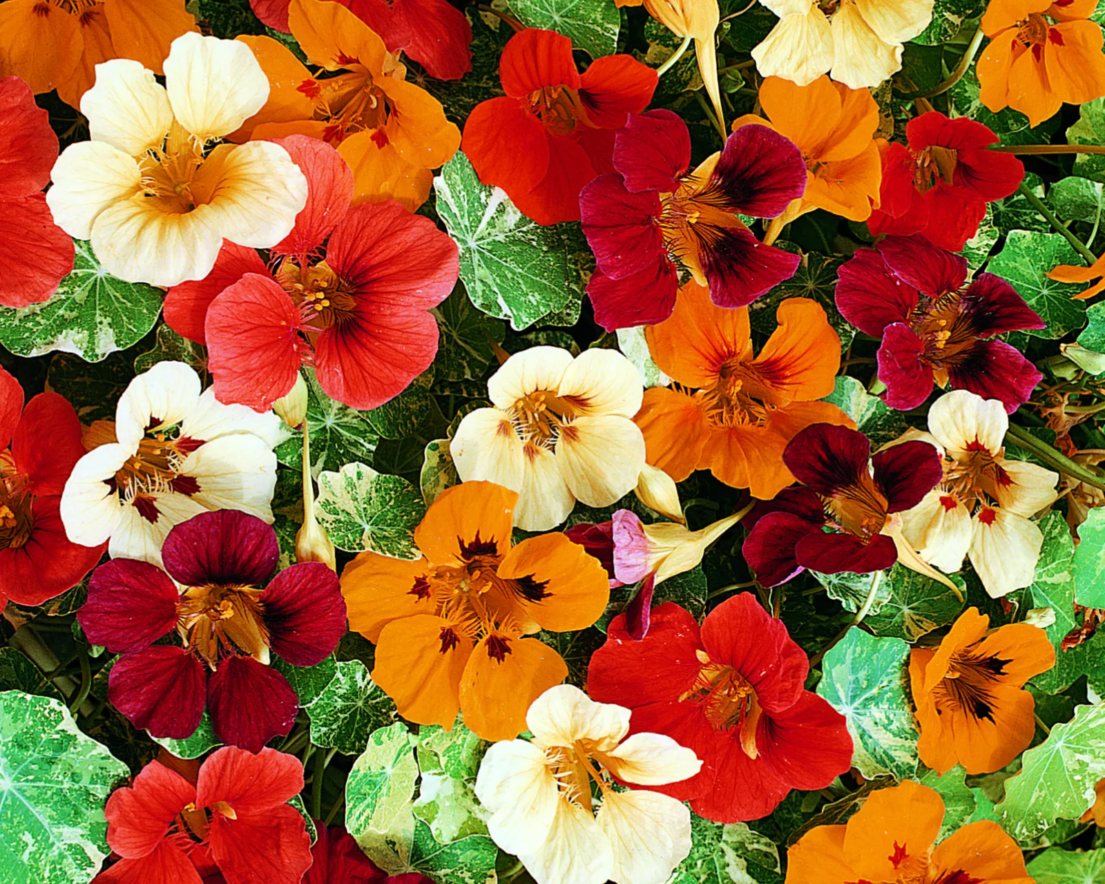 Jewel of Africa Nasturtium