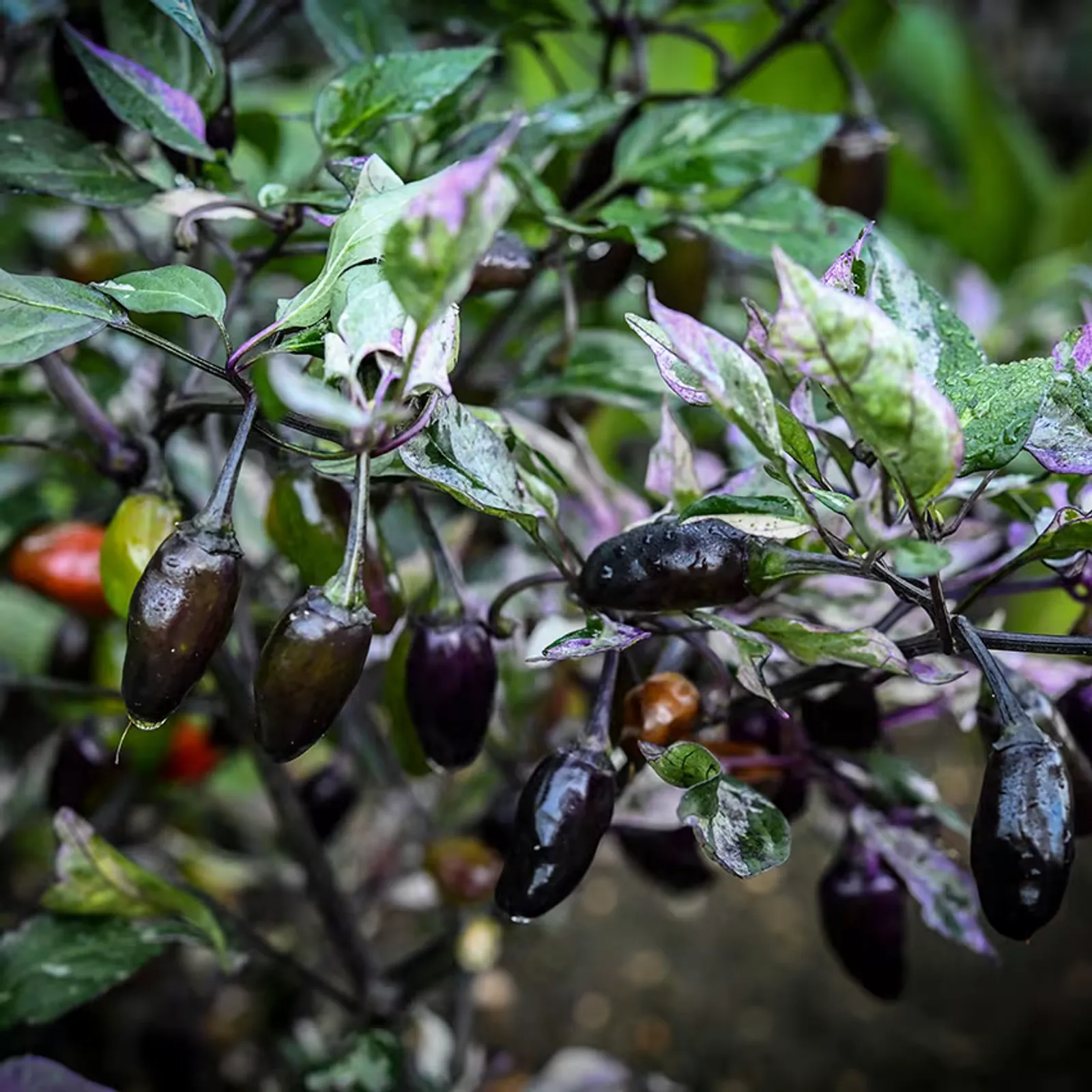 Jigsaw Peppers