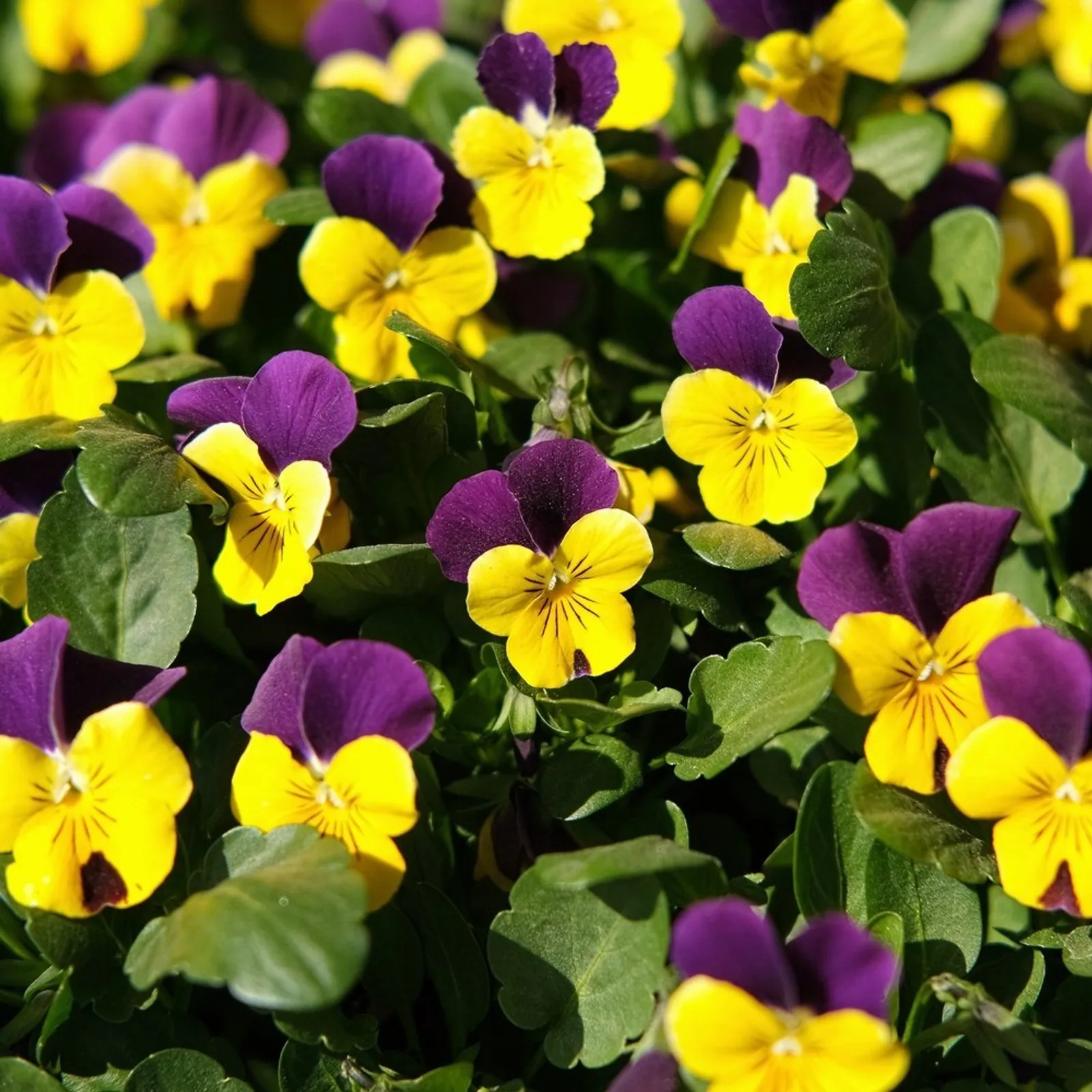 Johnny-Jump-up Pansy