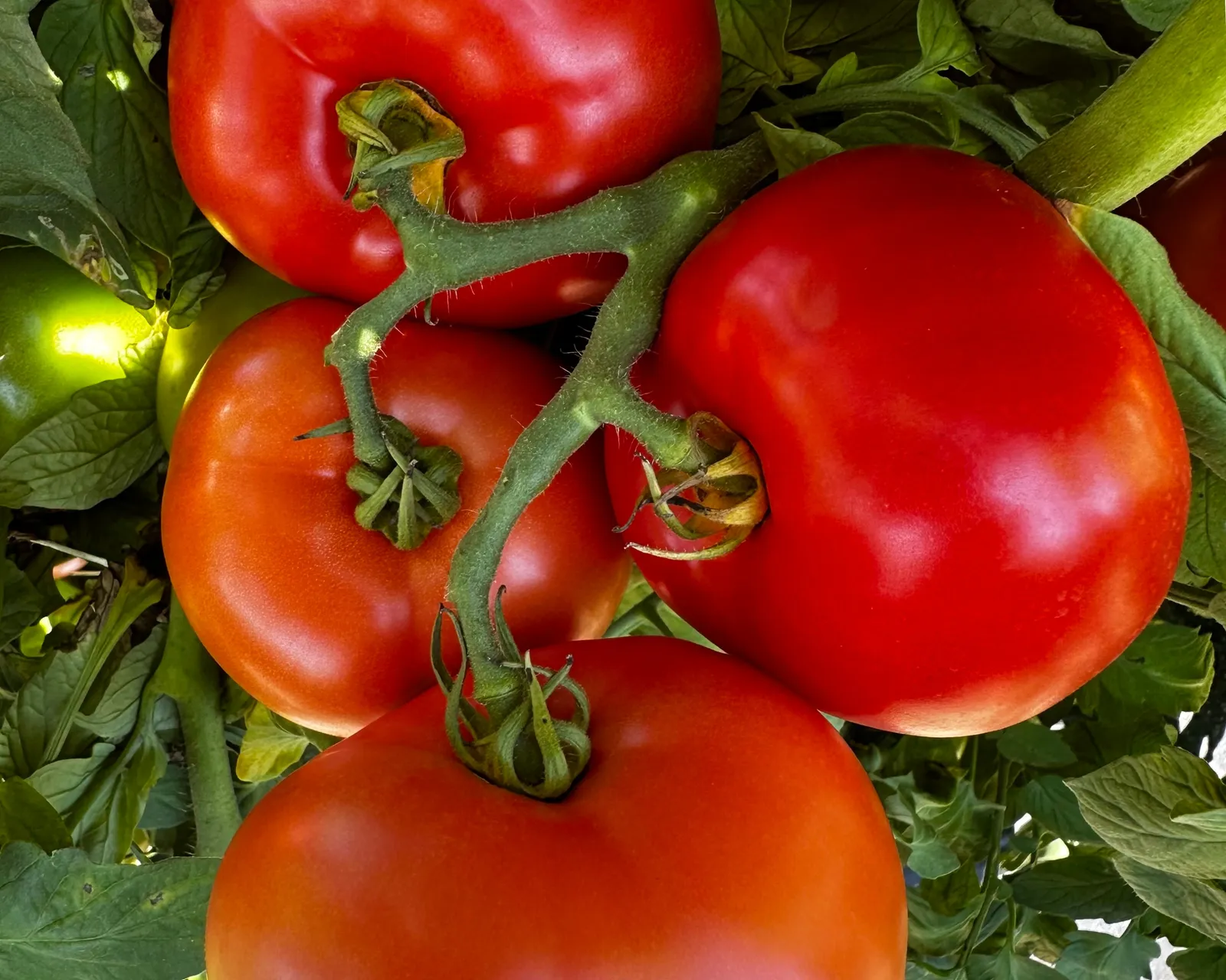 Jolene Tomatoes
