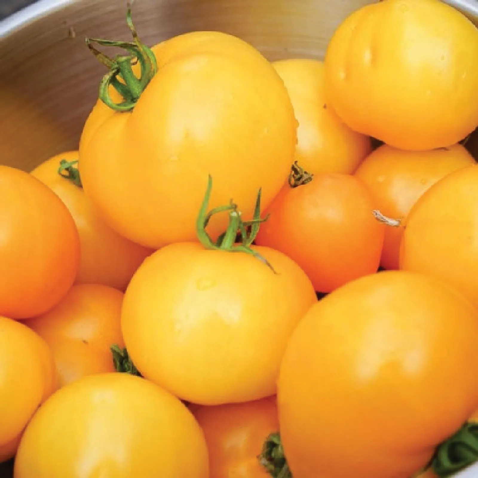 Jubilee Tomatoes