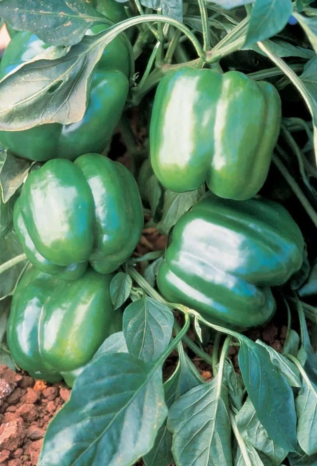 Jupiter Bell Peppers