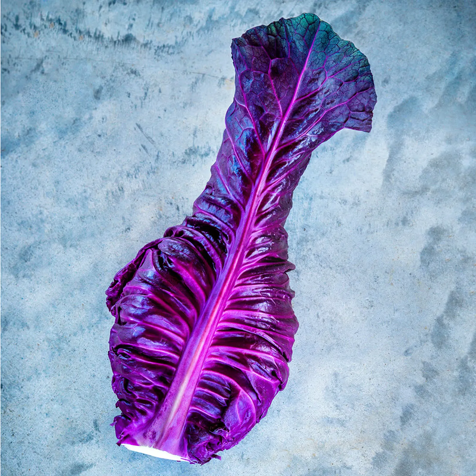 Kalibos Cabbage
