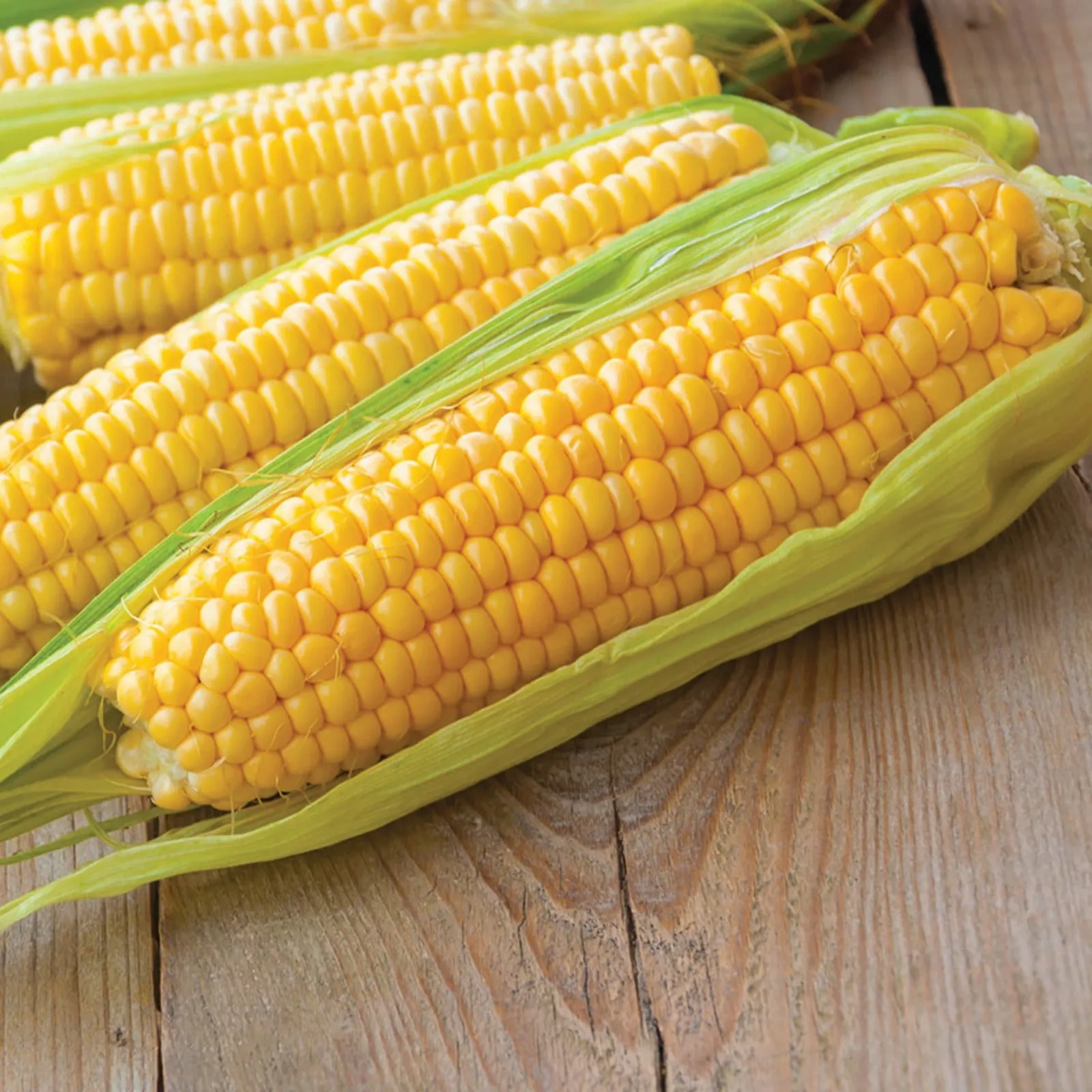 Kandy Korn (SE) Corn