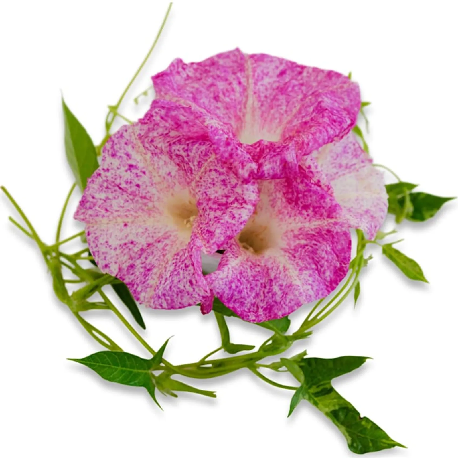 Kanoko Red Speckled Morning Glory
