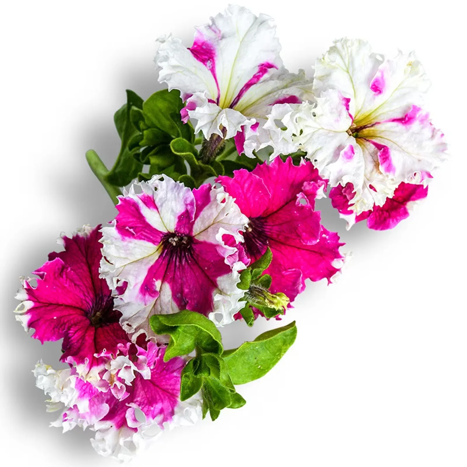 Karkulka Petunia