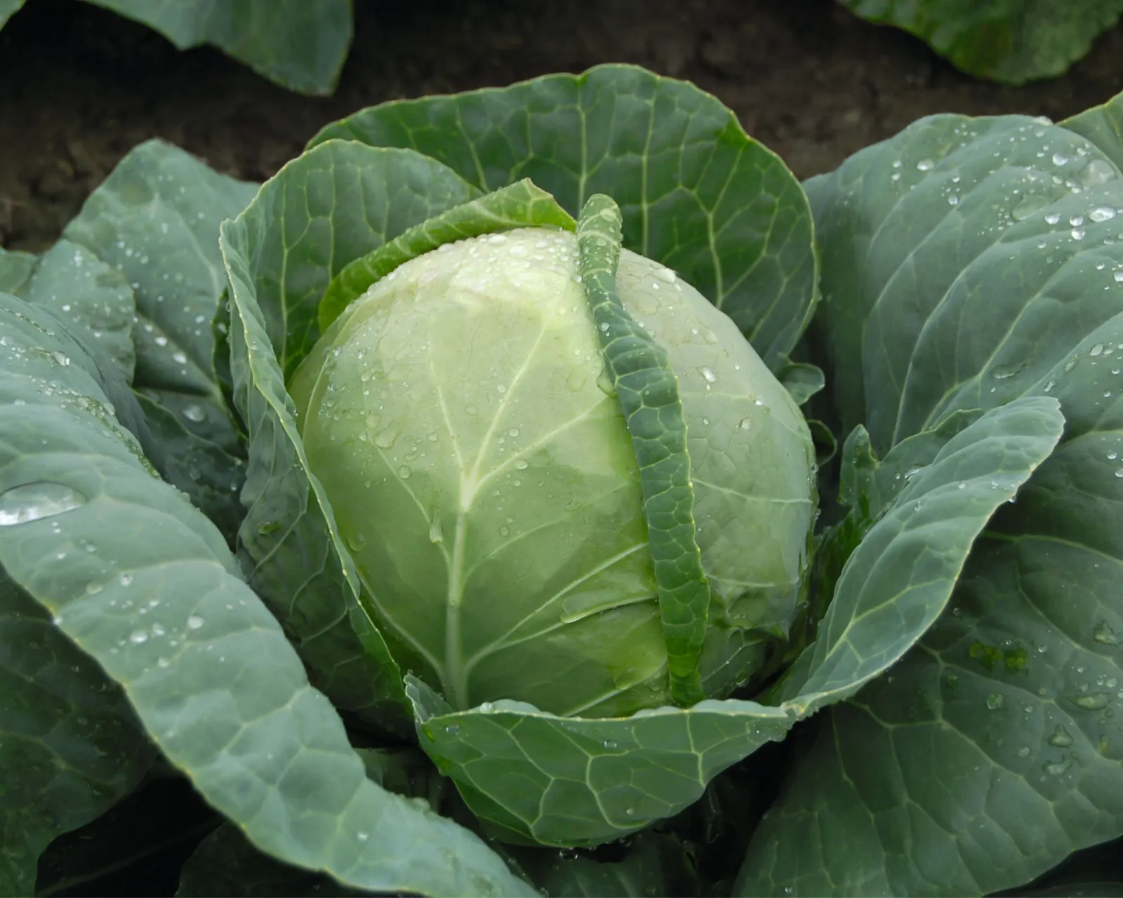 Katarina Cabbage