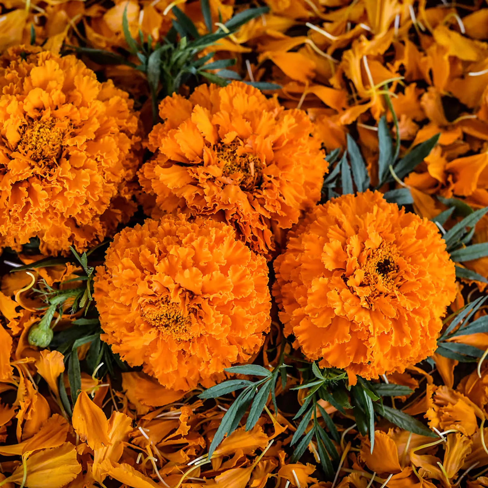 Kee's Orange Marigold
