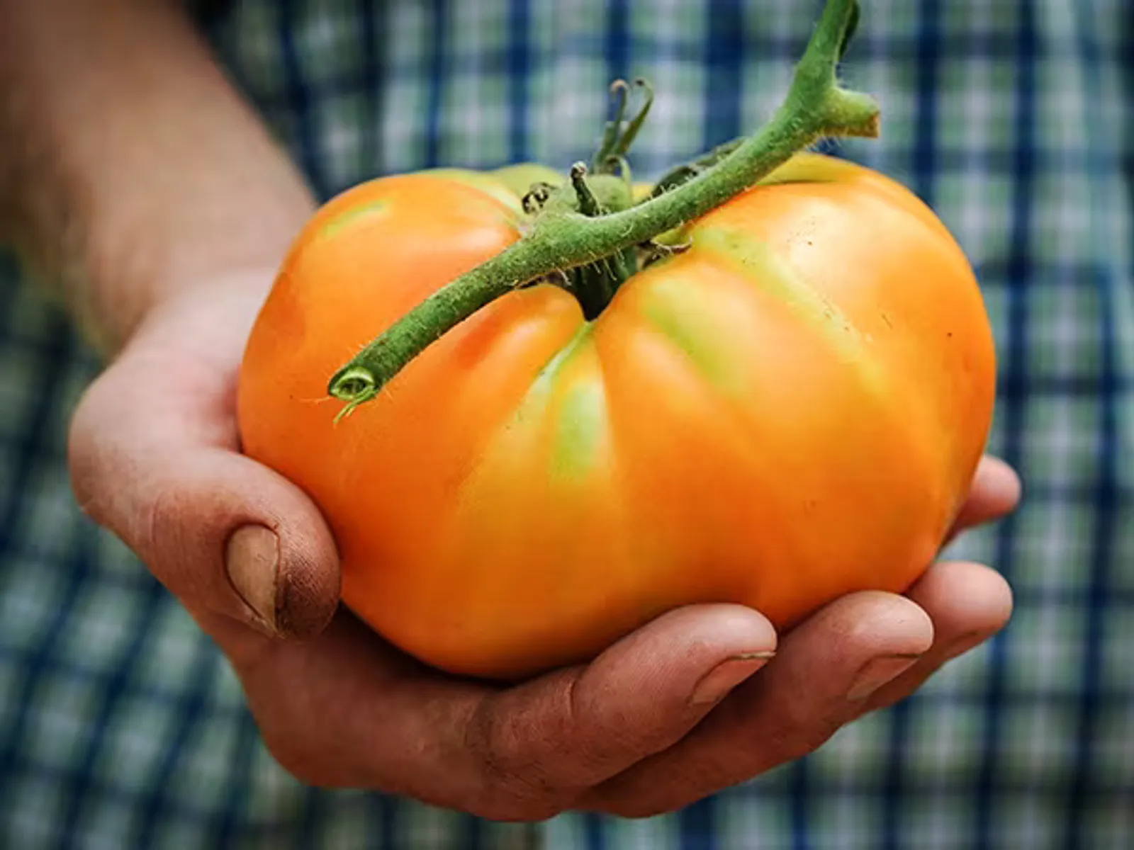 Kellogg's Breakfast Tomatoes