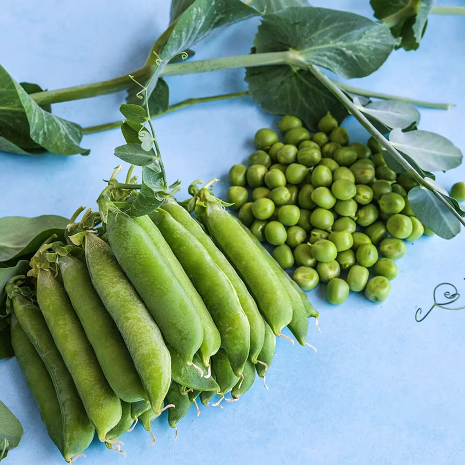 Kelvedon Wonder Garden Peas