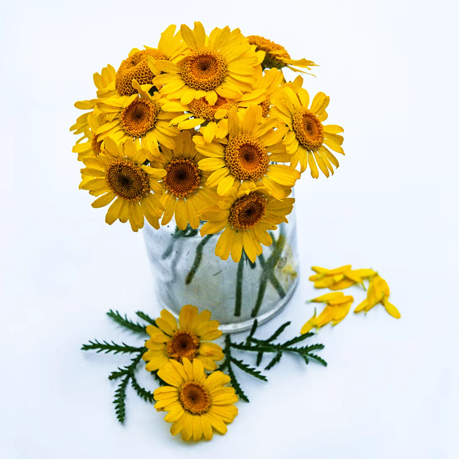 Kelway Golden Daisy