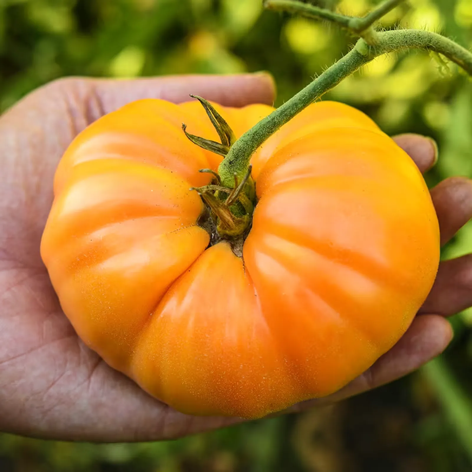 Kentucky Beefsteak Tomatoes