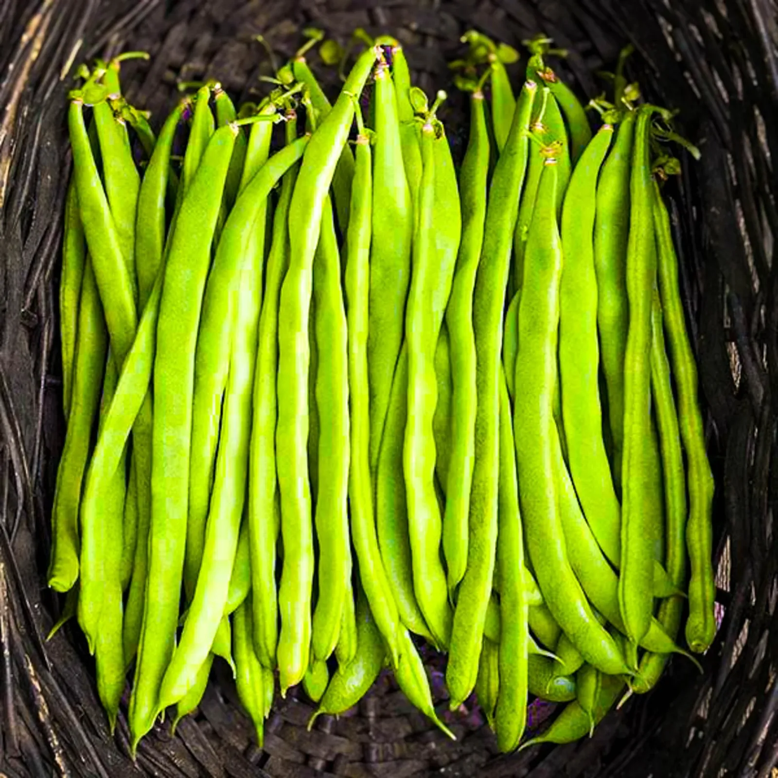 Pole Kentucky Blue Beans