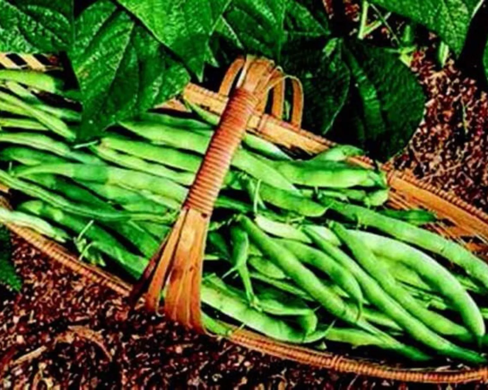 Kentucky Wonder 125 Beans