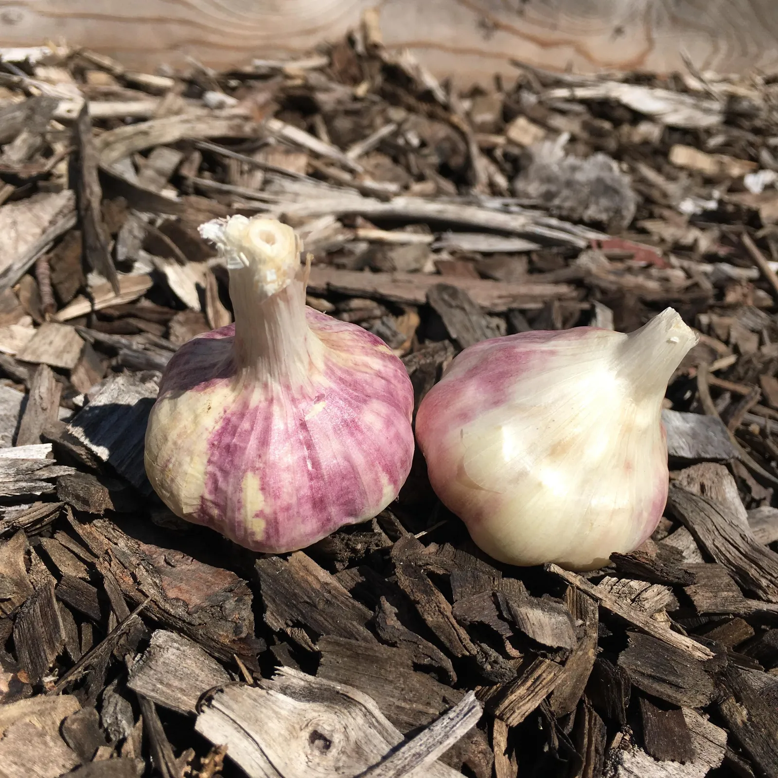 Kettle River Garlic